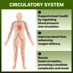 Circulatory_Systems_WellNatura_1