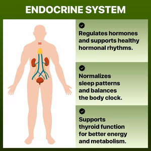 Endocrine_Systems_WellNatura_1