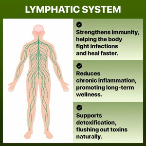Lymphatic_Systems_WellNatura_1