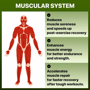 Muscular_Systems_WellNatura_1