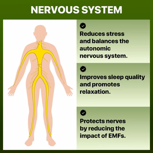 Nervous_Systems_WellNatura_1