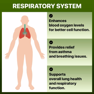 Respiratory_Systems_WellNatura_1
